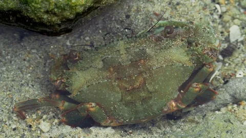 Close Up of Green Shore Crab Resting Among Coastal Rocks Video stock 340869014