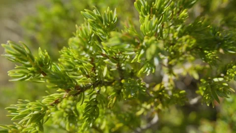 Close-up of Green Shrubbery in Natural Setting Stock Footage 289637152