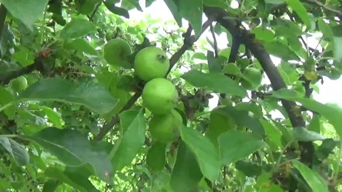 Close-up of green small apples ripening on a tree Stock Footage 312219922
