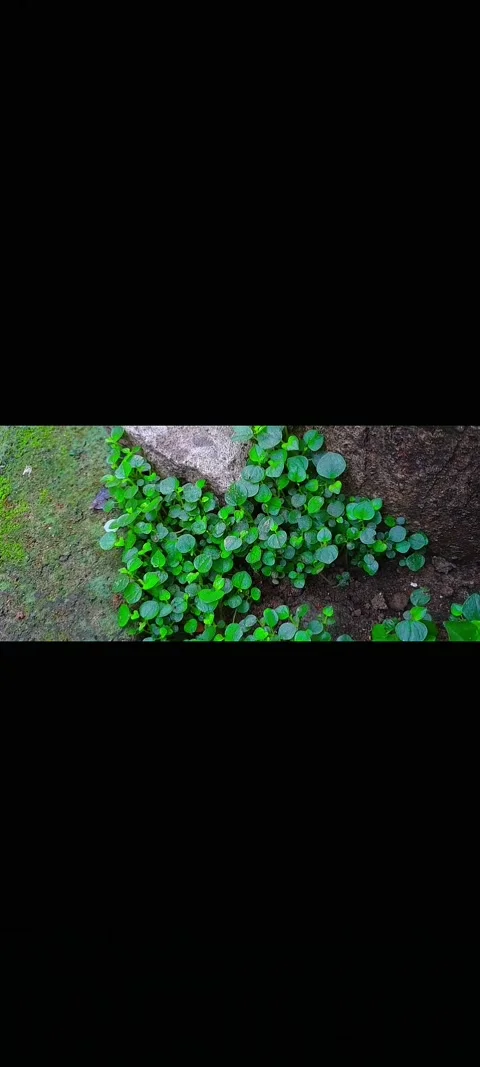 Close-Up of Green Small Plants Growing Between Moist Rocks Outdoors Stock Footage 307656388