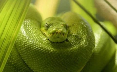 A close-up of a green snake Stock Photos