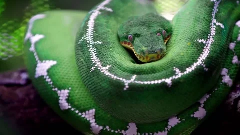 Close-up of Green snake resting on tree trunk Stock Footage 145356109