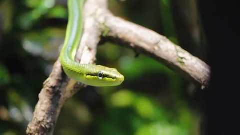 Close up of a green snake sitting on a tree on a jungle forest background. Stockbeeldmateriaal 106448926