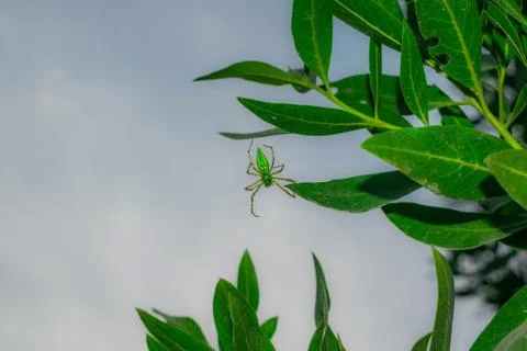 Close up of a green spider hanging on by a leaf with a single thread,waiting Stock Photos