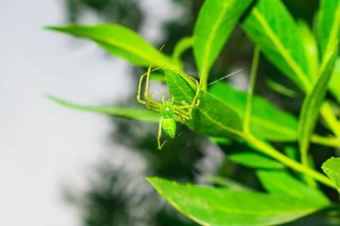 Close up of a green spider hanging on by a leaf with a single thread Stock Photos