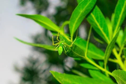 Close up of a green spider hanging on by a leaf with a single thread Stock Photos