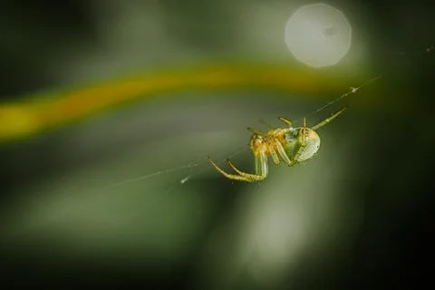 Close-up of a green spider perched on a delicate web against a blurred gree.. Stock Photos