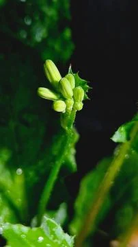 Close-up of Green Sprout Stock Photos