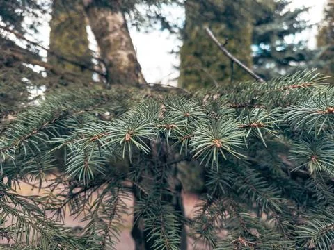 Close up of green spruce tree branches and pine needles outdoors in a fores.. 库存照片