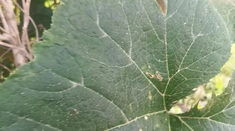 Close-up of green squash or pumpkin leaf texture in natural light Stock Photos