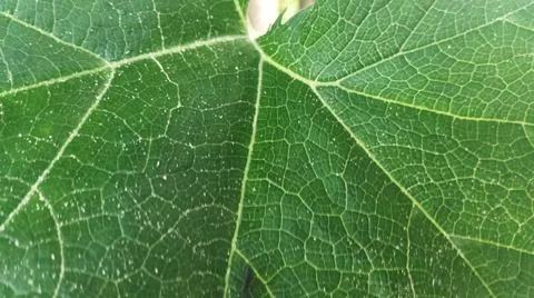 Close-up of green squash or pumpkin leaf texture in natural light Stock Photos