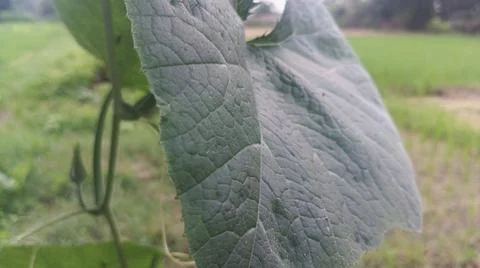 Close-up of green squash or pumpkin leaf texture in natural light Stock Photos