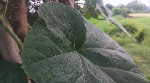 Close-up of green squash or pumpkin leaf texture in natural light Stock Photos