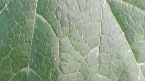 Close-up of green squash or pumpkin leaf texture in natural light Stock Photos