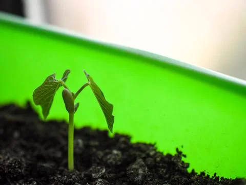 Close up of a green string bean vegetable plant seedling and leaves sprouting Stock Photos