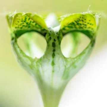 Close up of green succulent with alien face Foto stock