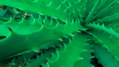 Close-up of green succulent leaves with sharp spines, creating a striking n.. Stock Photos