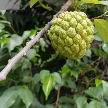 Close Up of Green Sugar Apple Fruit Hanging on Tree Stock Photos