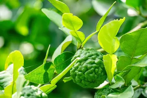 Close-up of green sugar apple fruit on tree branch Stock Photos