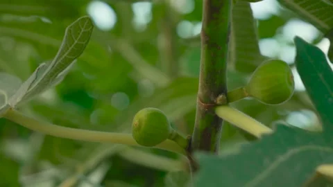 Close up of green sweet figs Stock Footage 140795267
