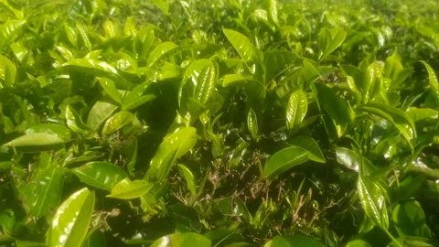 Close Up of Green Tea Leaves Growing in Plantation Field Stock Footage 324898471