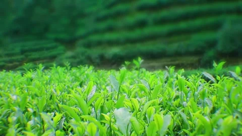 Close-Up green tea leaves growing in a lush mountain plantation Video stock 342245145