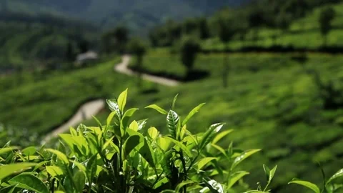 Close-up of green tea leaves swaying in the breeze Stock Footage 341314946