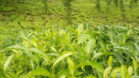 Close up of green tea sprout growing in the spring field fresh tea leaf Stock Footage 312159446