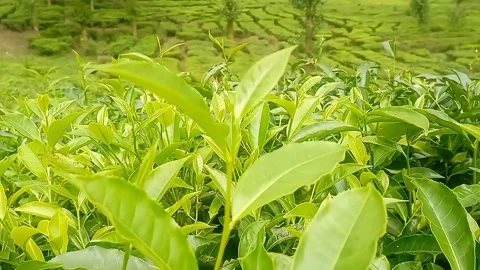 Close up of green tea sprout growing in the spring field fresh tea leaf Stockbeeldmateriaal 312159467