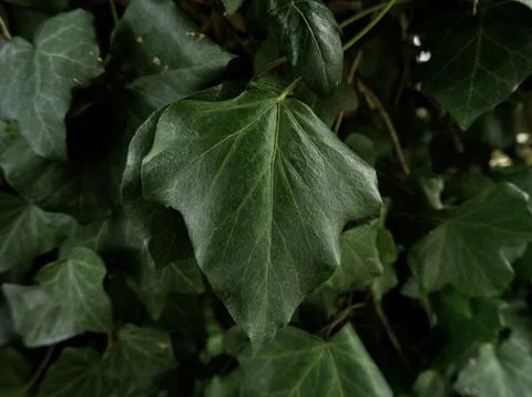 Close-up of a green textured leaf 写真素材