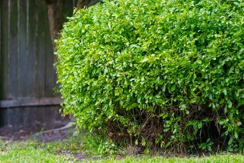 Close up of a green, thick bush tree in the garden Stock Photos