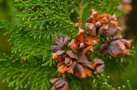 Close-Up of Green Thuja Cones Stock Photos