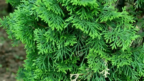 The close up of green thuja is moving in the wind Stock Footage 93358034