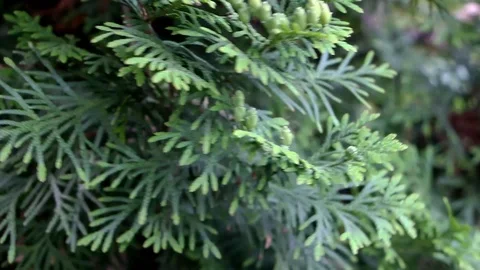 The close up of green thuja is moving in the wind Stock Footage 93358108