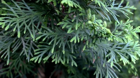 The close up of green thuja is moving in the wind Stock Footage 93358259