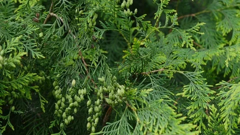 Close Up Of Green Thuja Slider Motion Stock Footage 113108613