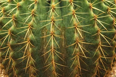 Close up green tiny cactus thorn sharp texture Stock Photos