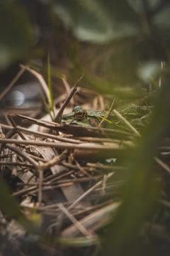 Close-up of a Green Toad - Bufotes viridis roosting in wetlands among grass a Stock Photos