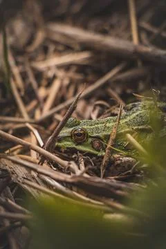 Close-up of a Green Toad - Bufotes viridis roosting in wetlands among grass a Stock Photos