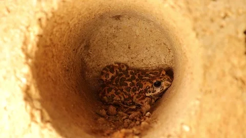 Close up of green toad hiding in pipe, wild amphibian often mistaken for frog Stock Footage 320047228