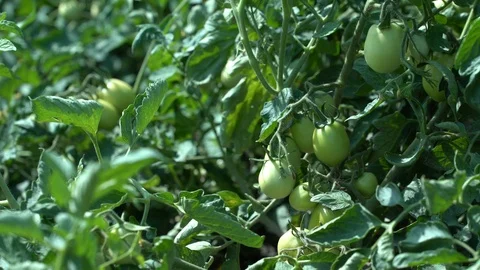 Close-up green tomatoes in field Stock Footage 125990413
