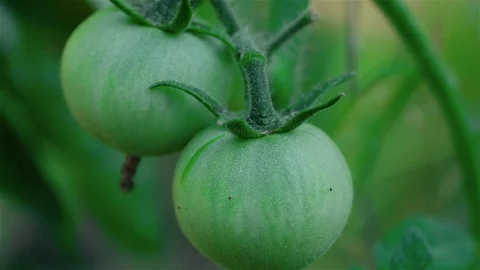 Close up of green tomatoes Stock Footage 78846108