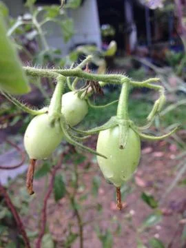 Close up of green tomatoes Stock Photos