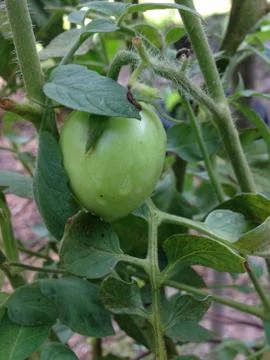 Close up of green tomatoes Stock Photos