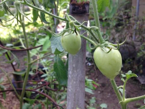 Close up of green tomatoes Stock Photos