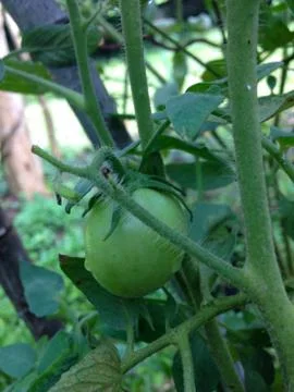 Close up of green tomatoes Stock Photos