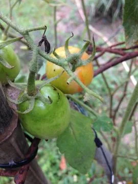 Close up of green tomatoes Stock Photos