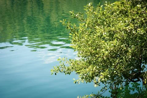 Close-up of a Green Tree Above the Surface of the Water - Lago di Levico Stock Photos