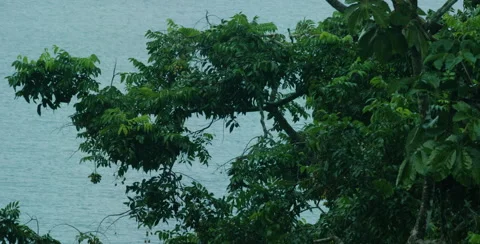 Close-up of a green tree against river Stock Footage 68731952