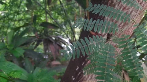 Close-Up of green tree and green leaves. Stock Footage 339353601